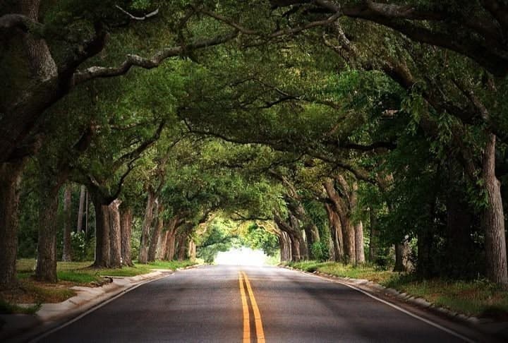 Live-oak canopy over an East Hill street in Pensacola